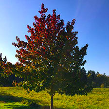 Plantation gros sujets - Image 05